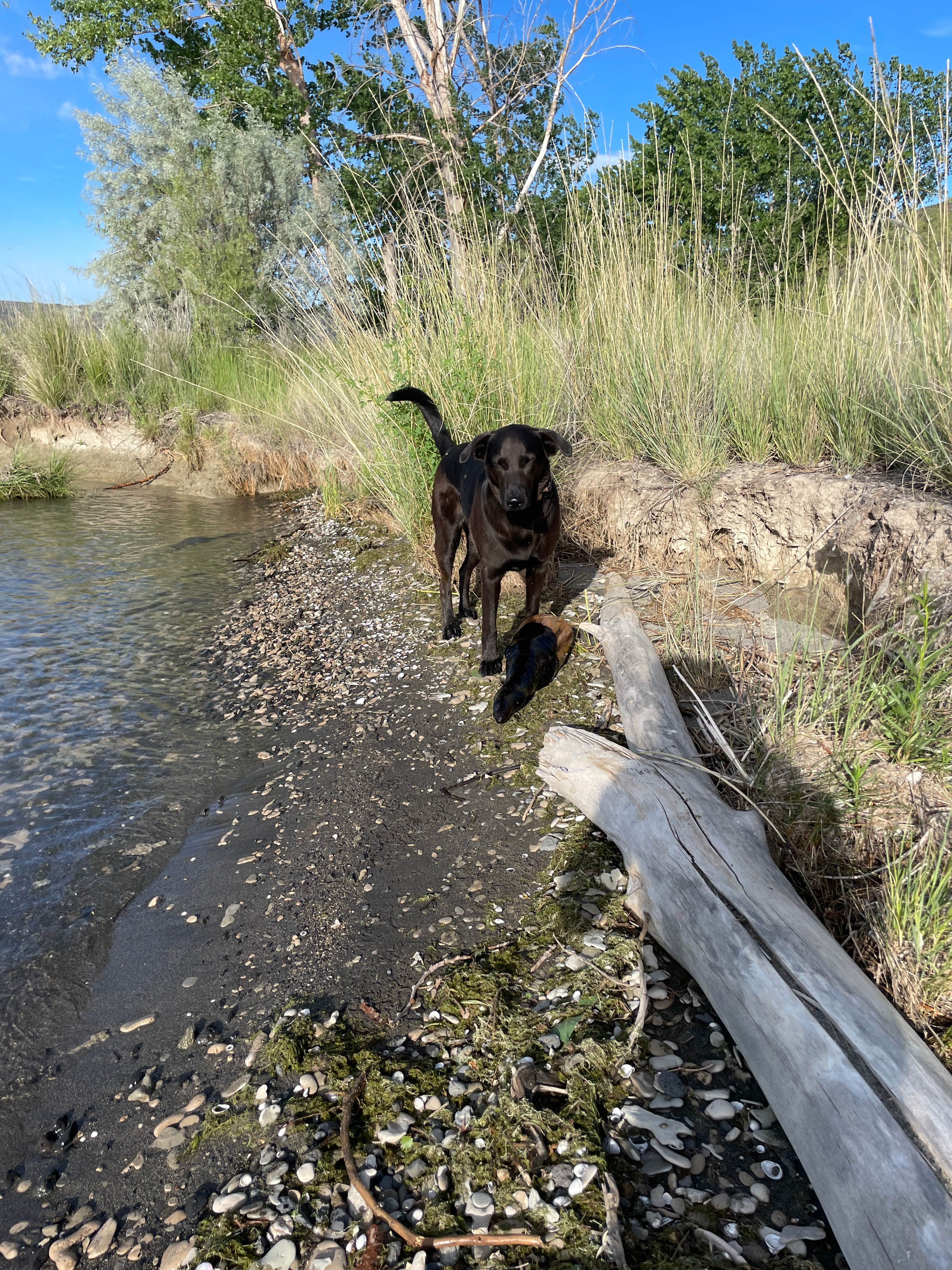 Camper-submitted photo at Barker Canyon near Coulee Dam, WA