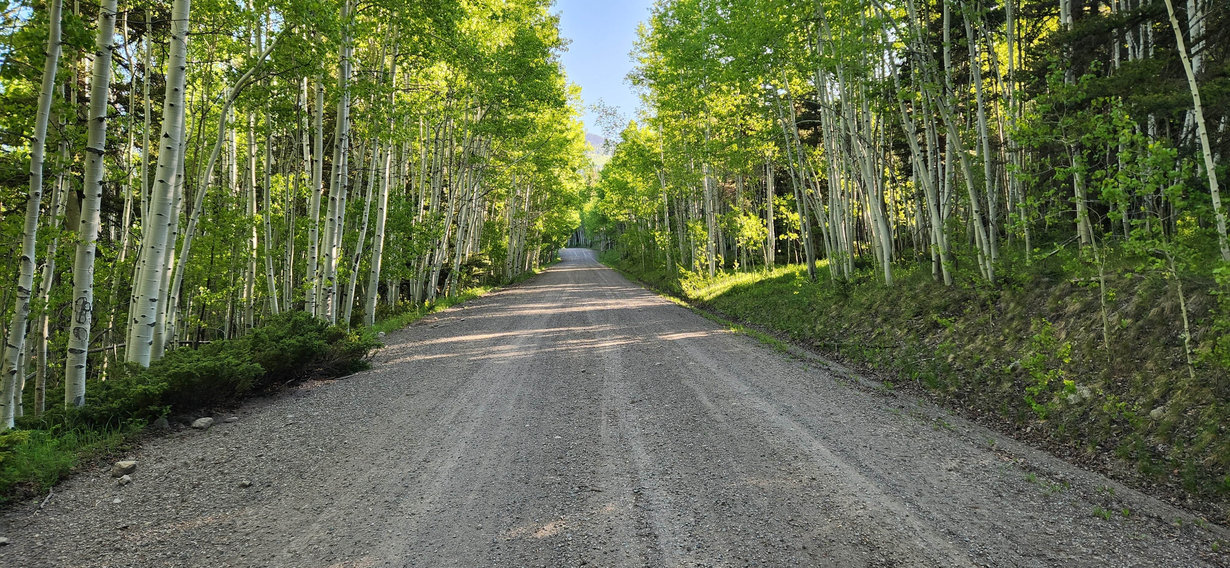 Camper-submitted photo at Beaver Creek Site 4 near Del Norte, CO