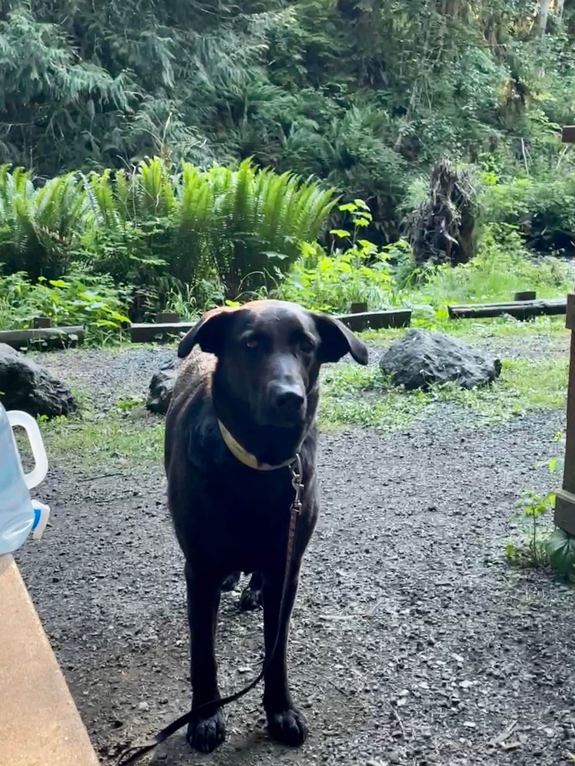 Kayla R.'s photo of camping with pets at Lyre River Campground near Port Angeles, WA