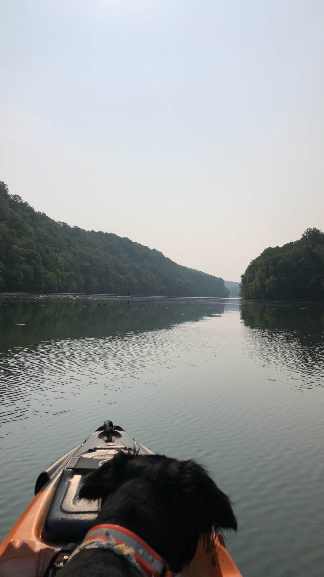Joe B.'s photo of camping with pets at Horseshoe Bend Marina near Pocahontas, TN