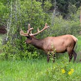 Review photo of Aspenglen Campground — Rocky Mountain National Park by Brady J., June 18, 2023