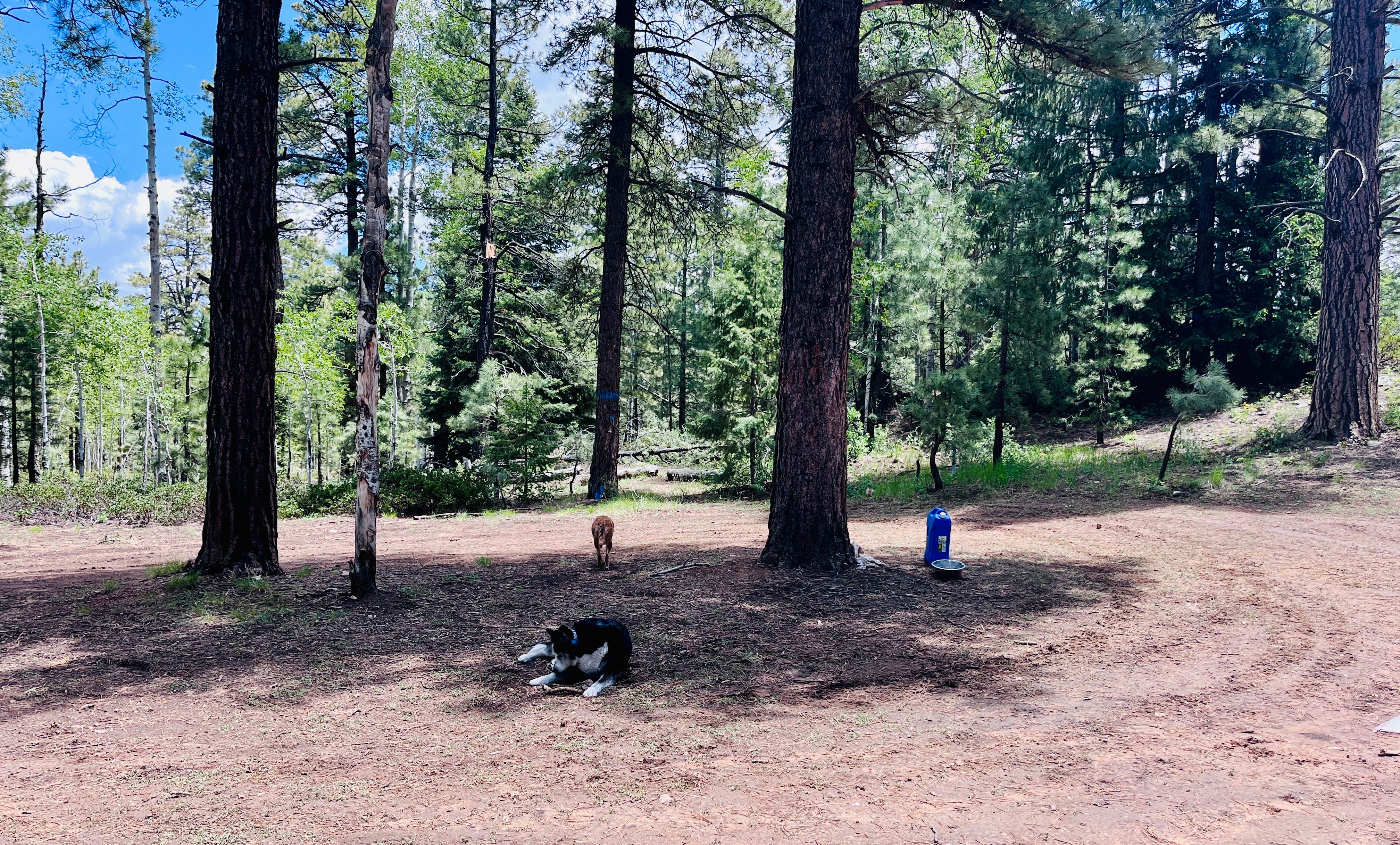 Camper submitted image from Uinta Flat Dispersed - 5