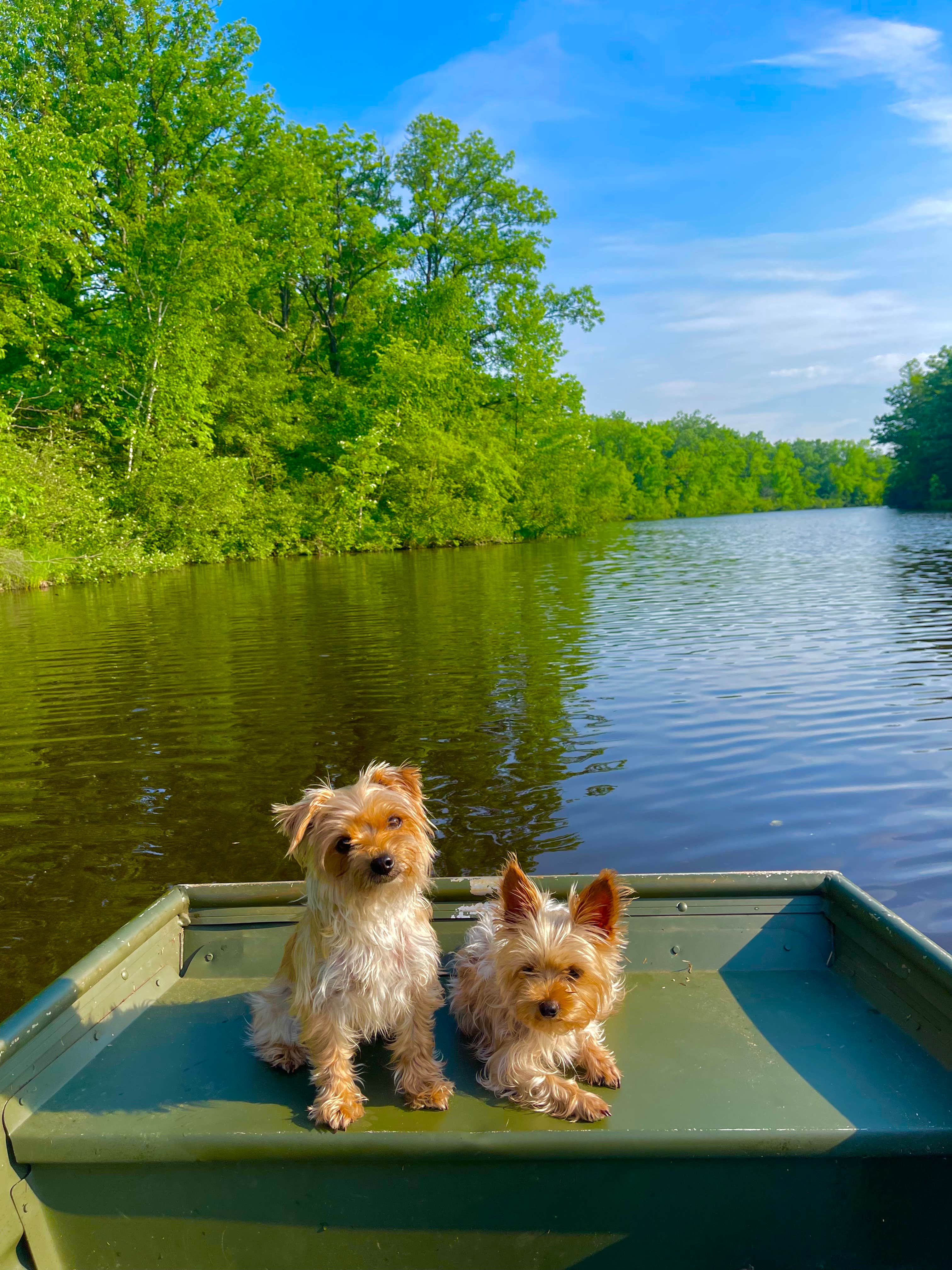 Moises P.'s photo of camping with pets at Old Logging Trail — St. Croix State Park near Saint Croix National Scenic River