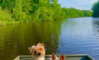Moises P.'s photo of camping with pets at Old Logging Trail — St. Croix State Park near St. Croix National Scenic Riverway