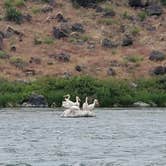 Review photo of Snake River Vista Recreation Site by Robin B., June 19, 2023