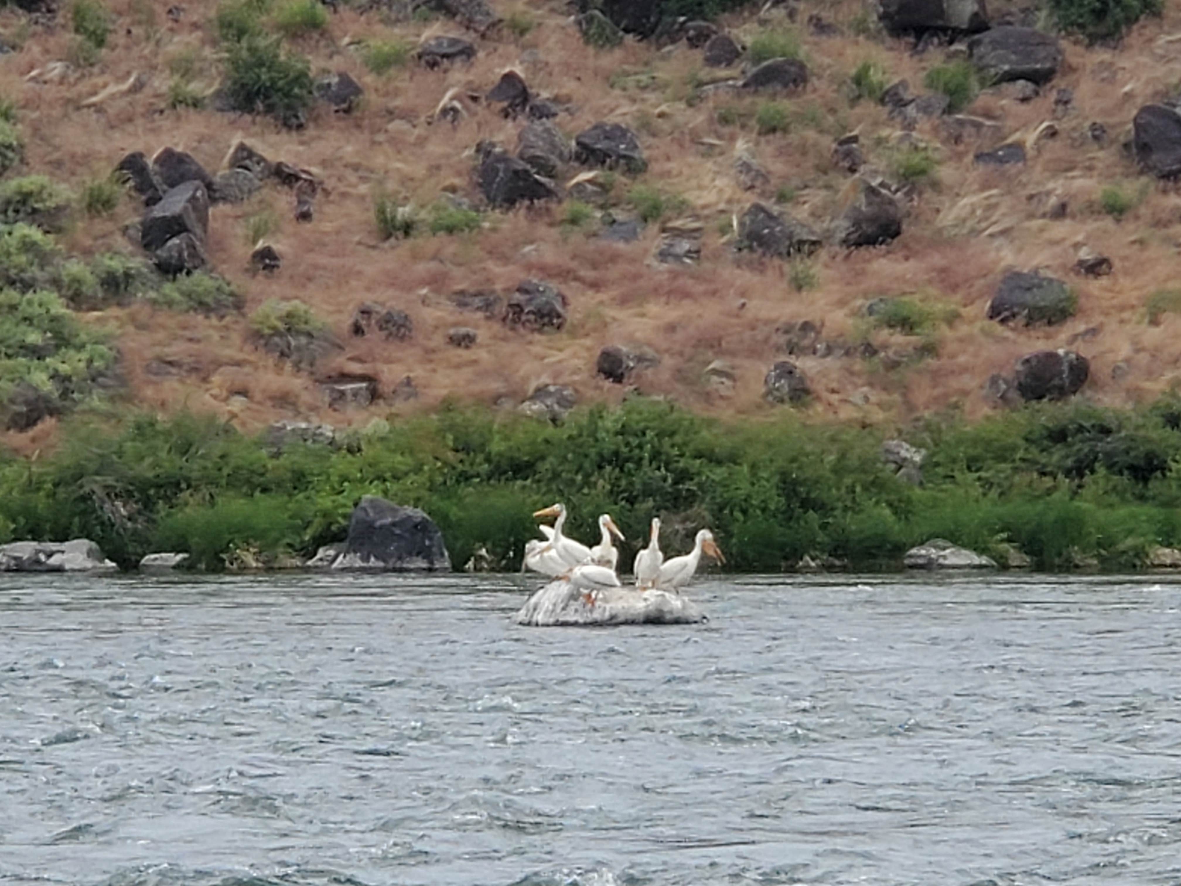 Camper submitted image from Snake River Vista Recreation Site - 4