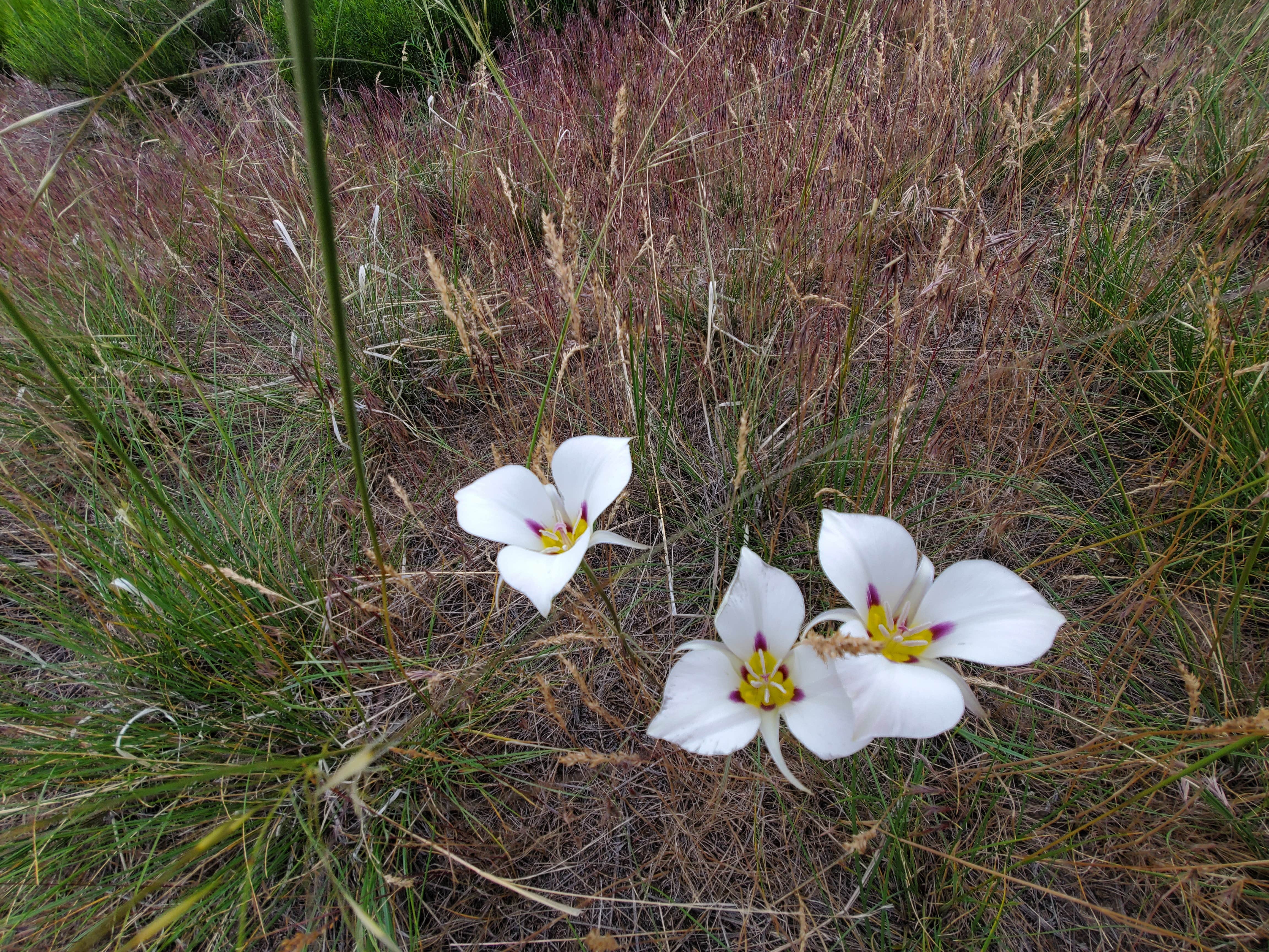 Camper-submitted photo at Snake River Vista Recreation Site near American Falls, ID