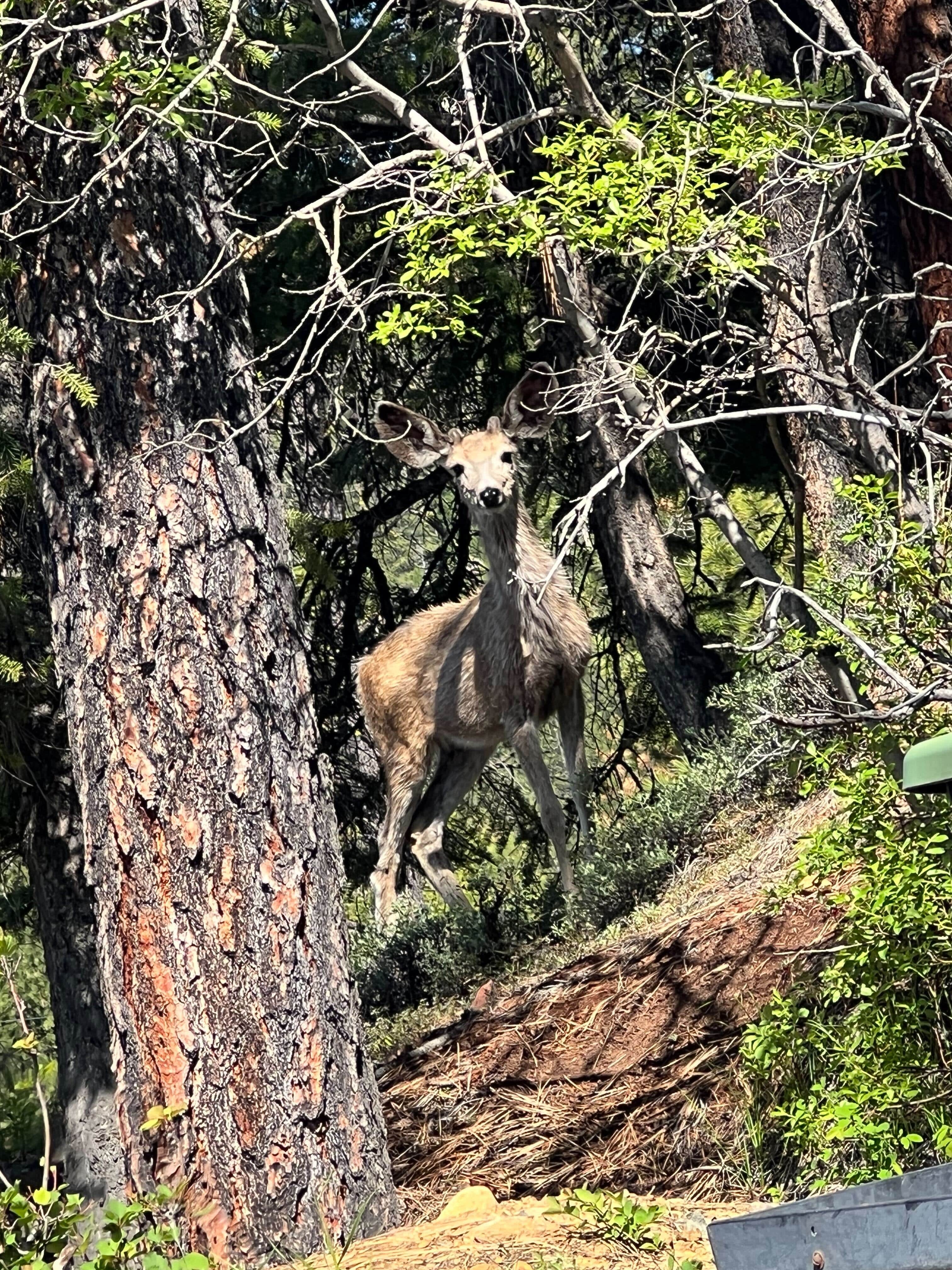 Camper-submitted photo at Gold Rush RV Park near Baker City, OR