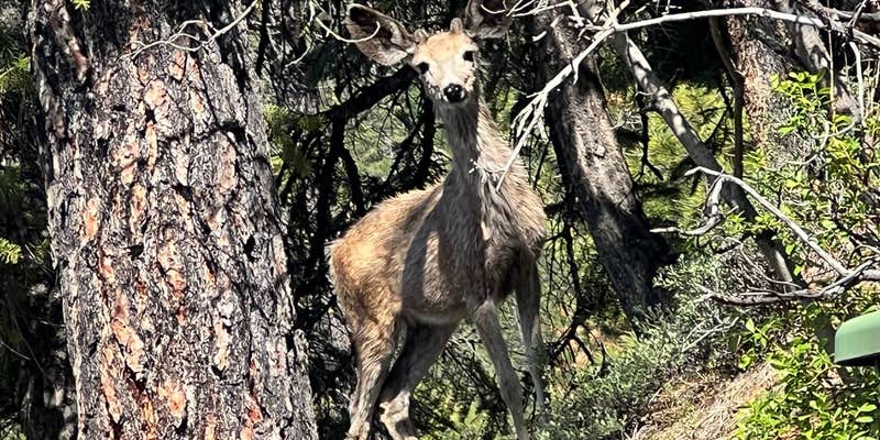 Camper submitted image from Gold Rush RV Park