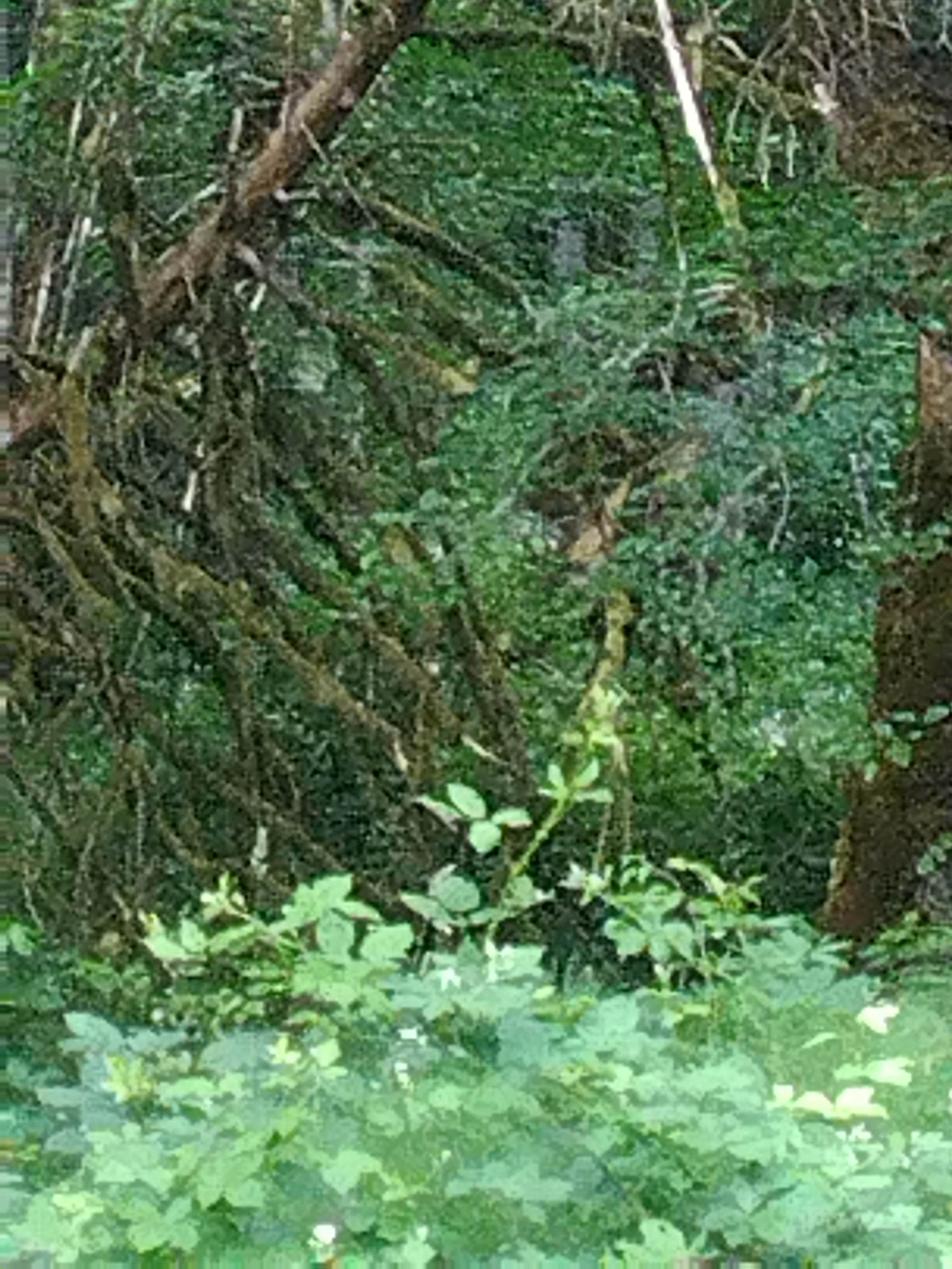 Camper-submitted photo at Macie's Brook near Lakebay, WA