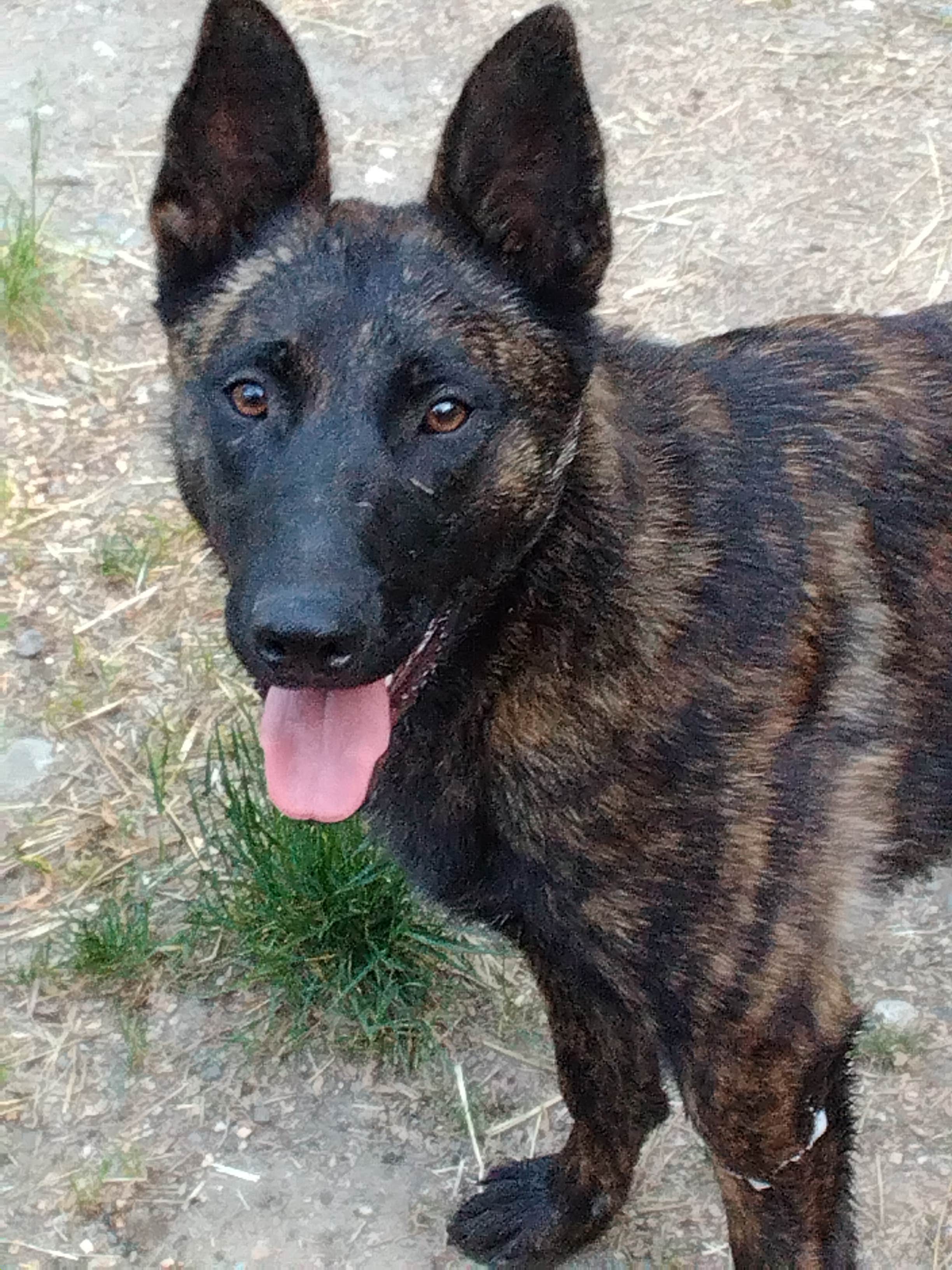 Cari L.'s photo of camping with pets at Macie's Brook near Tacoma, WA