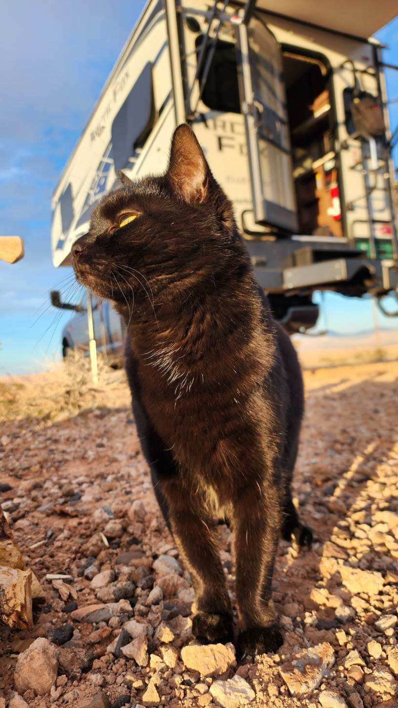 Mark H.'s photo of camping with pets at Sand Mine Road #110 Dispersed Camping near Meadview, AZ