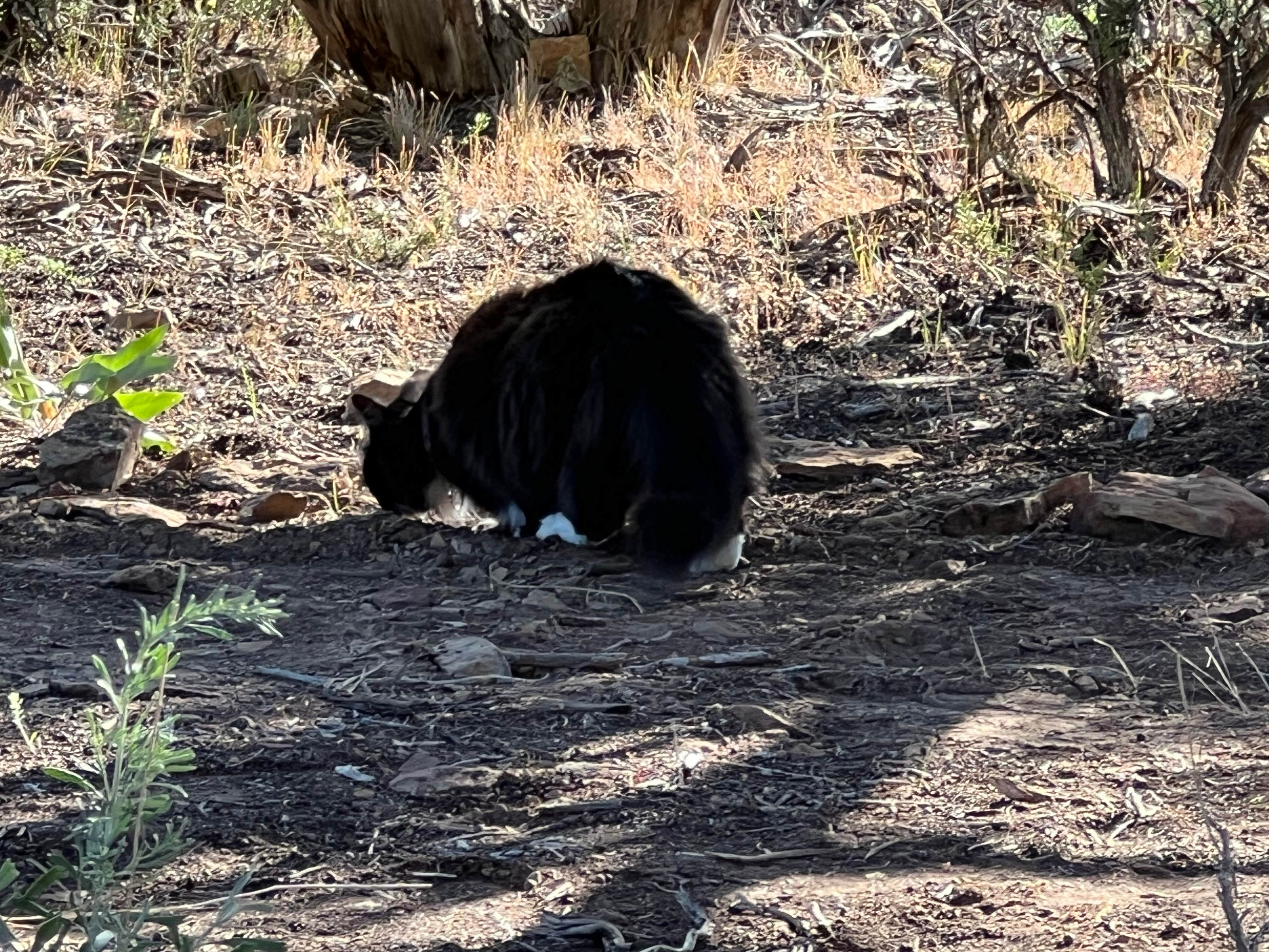 Cyndee F.'s photo of camping with pets at Black Canyon Dispersed Camping in Colorado