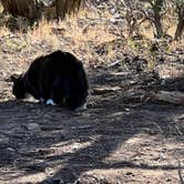 Review photo of Black Canyon Dispersed Camping by Cyndee F., June 20, 2023