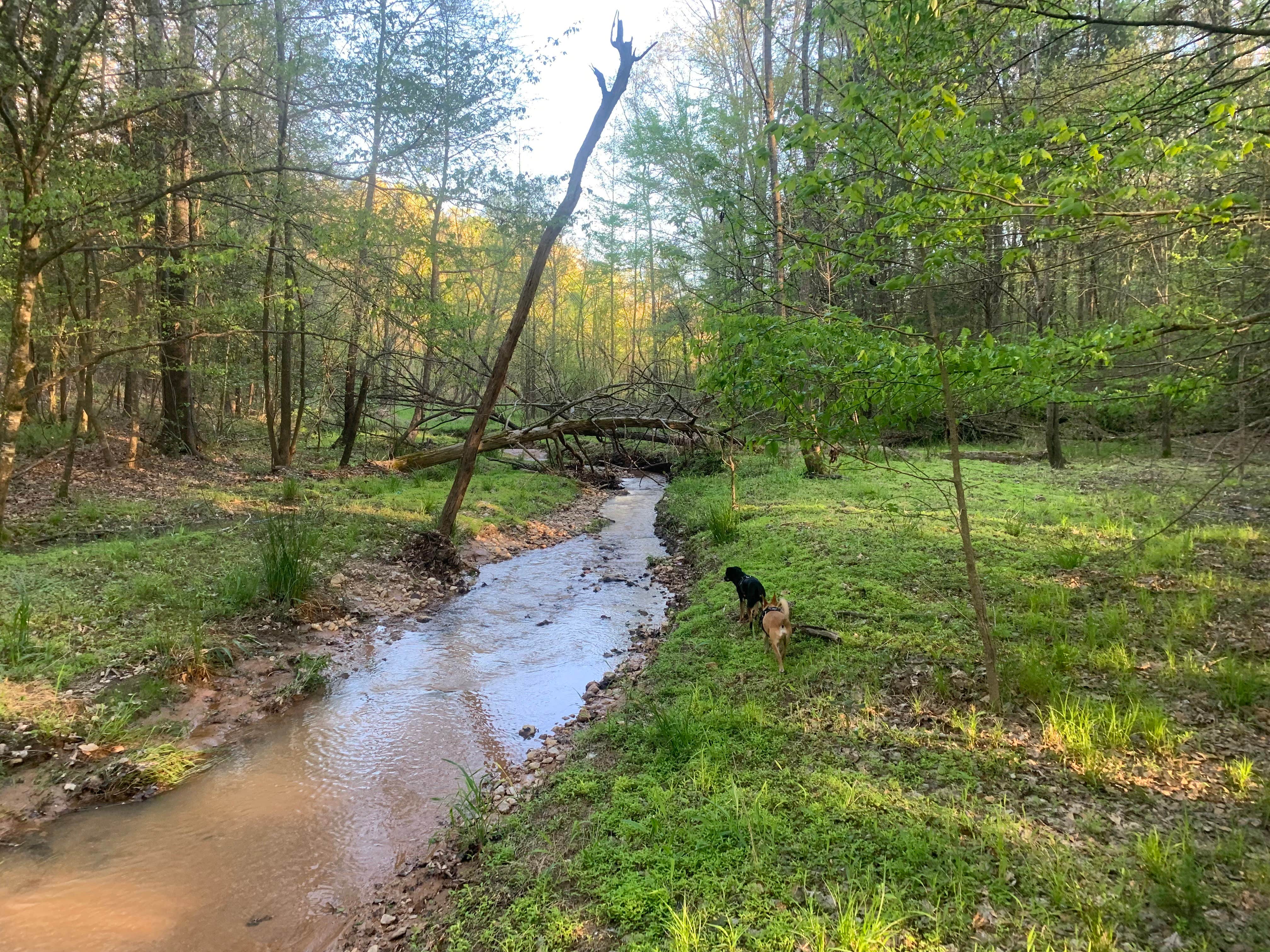 Matt D.'s photo of camping with pets at The Sleepy Sasquatch near Anderson, SC