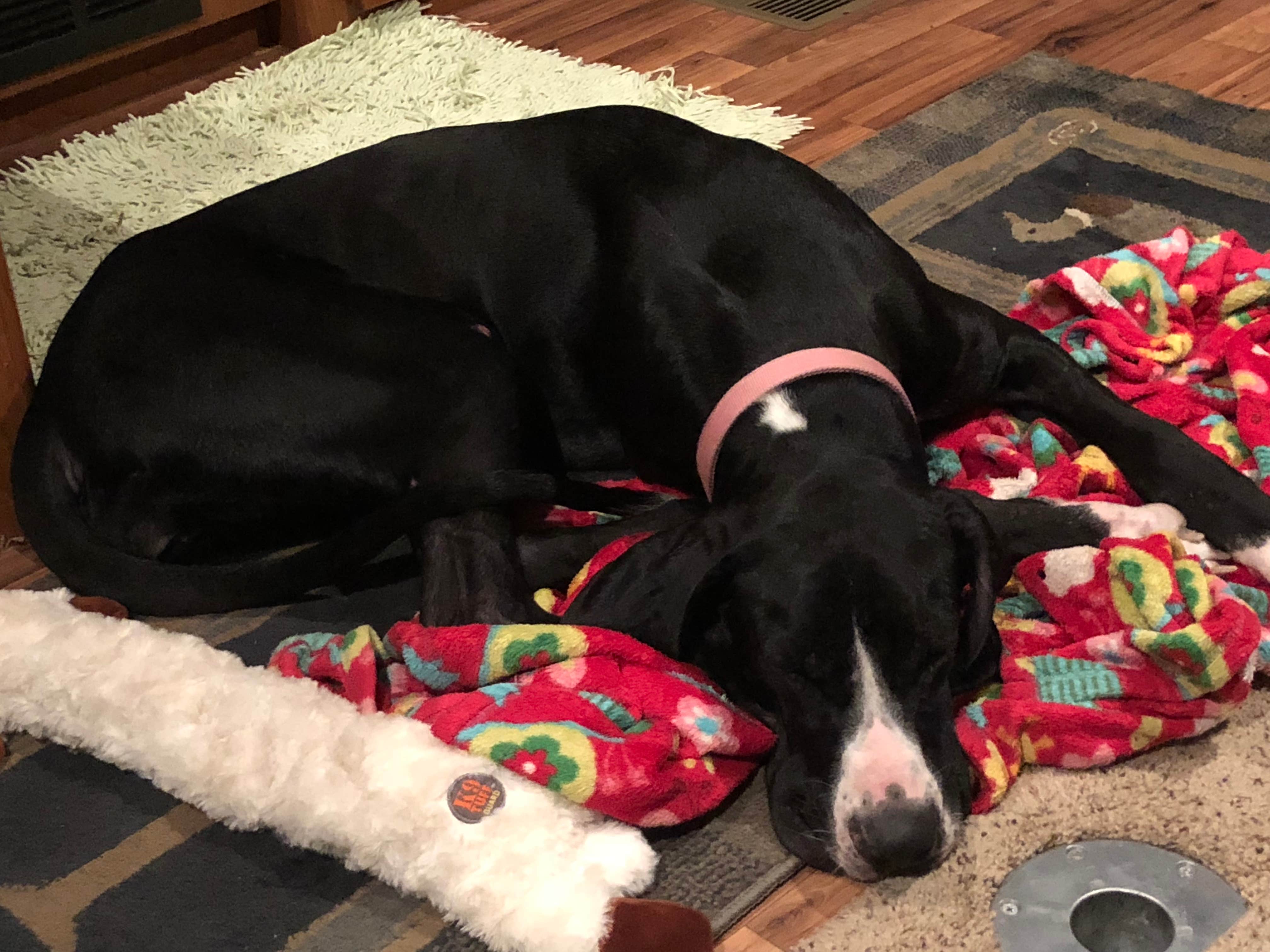 Tandra W.'s photo of camping with pets at Rockford Lake State Recreation Area near Beatrice, NE