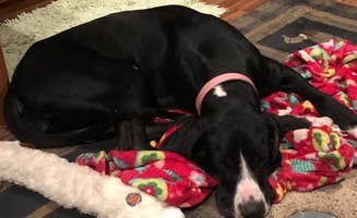 Tandra W.'s photo of camping with pets at Rockford Lake State Recreation Area near Nemaha, NE