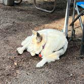 Review photo of Lower Pines Campground — Yosemite National Park by Joseph R., June 20, 2023