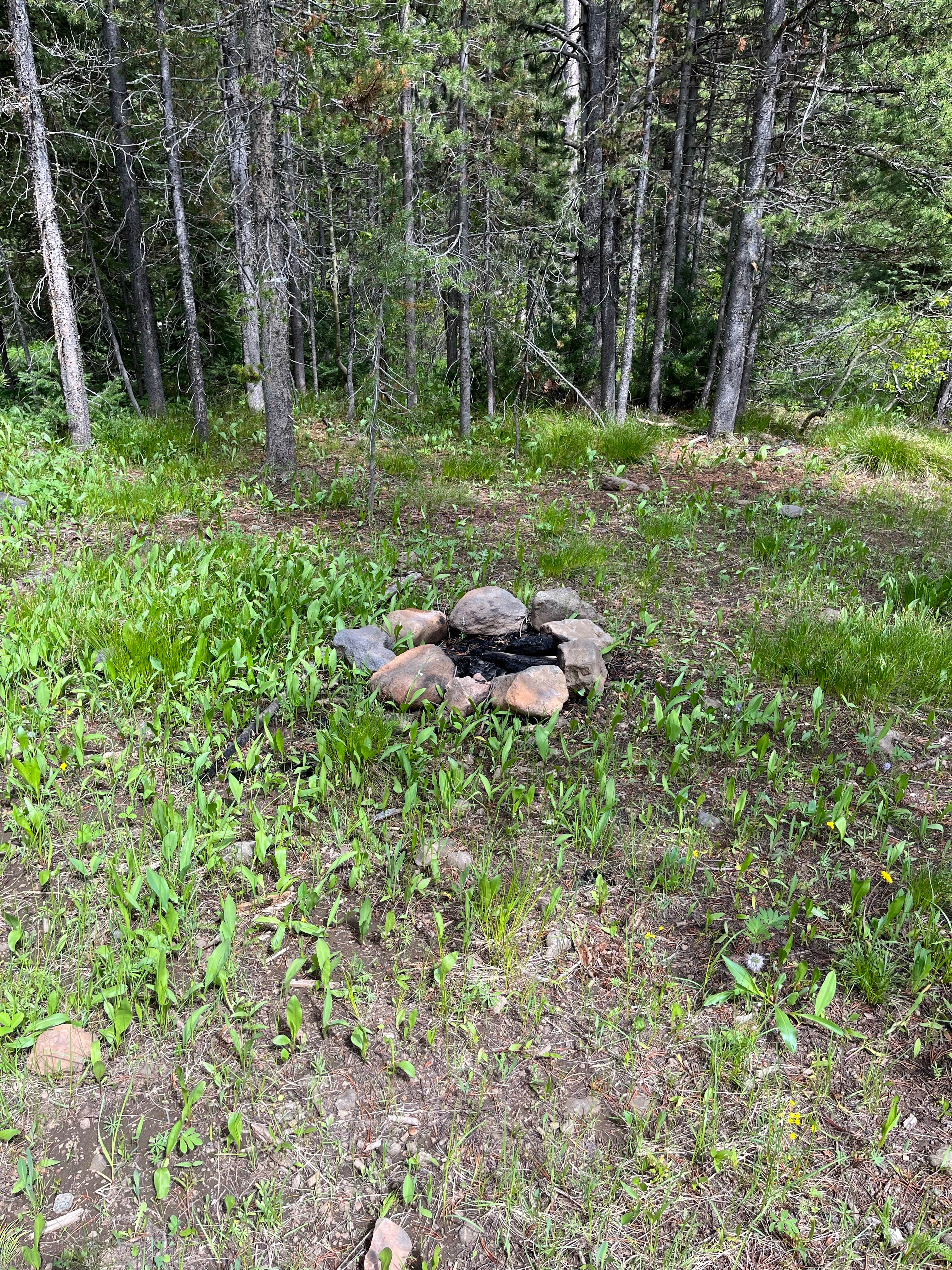 Camper-submitted photo at East Fork on Cream Creek near Island Park, ID