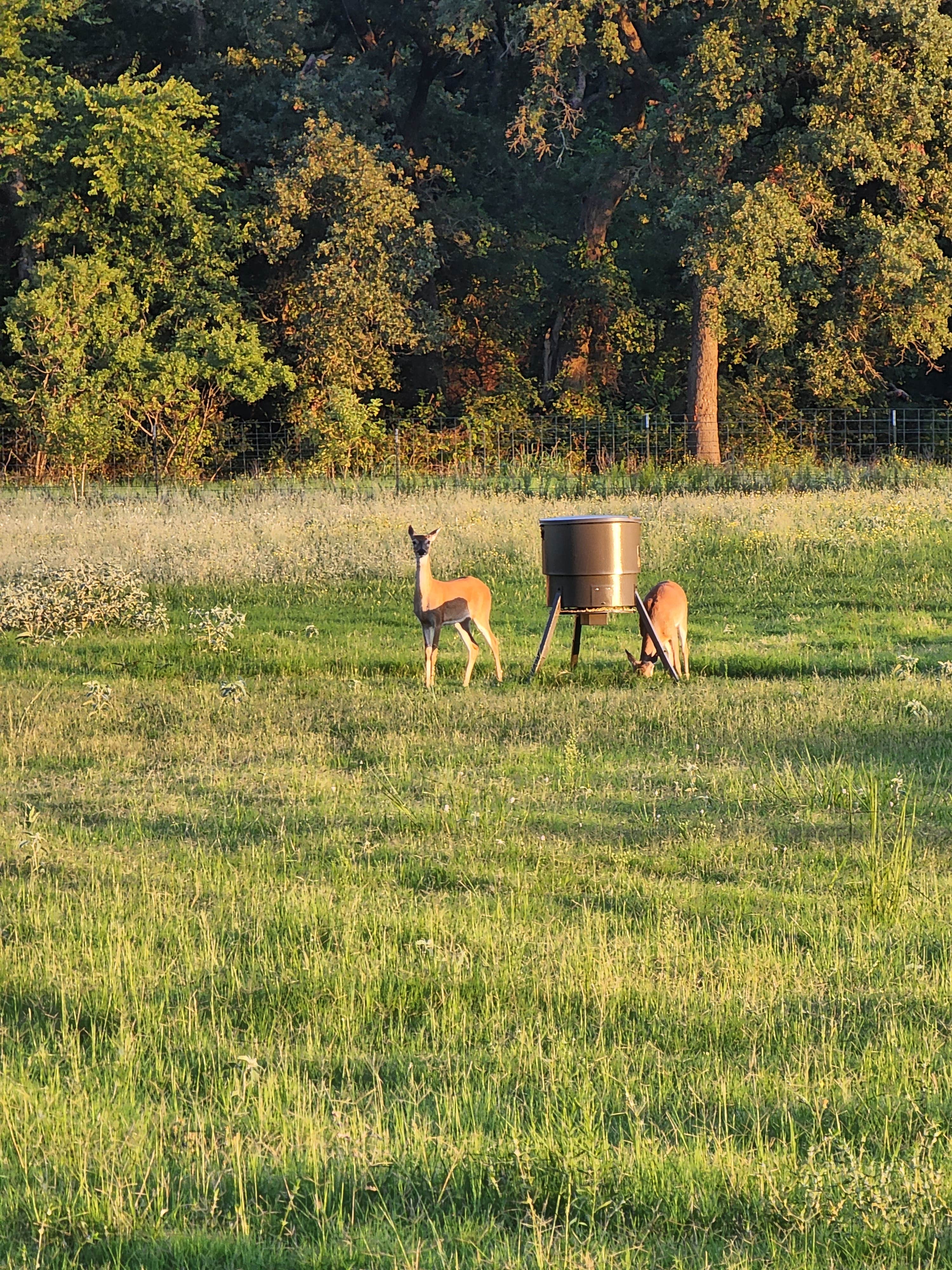 Chris M.'s photo of camping with pets at Old Towne Rv Ranch near Denton, TX