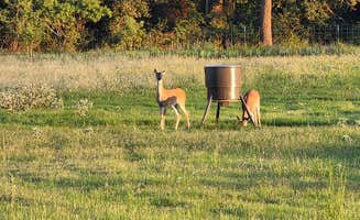 Chris M.'s photo of camping with pets at Old Towne Rv Ranch near Gainesville, TX
