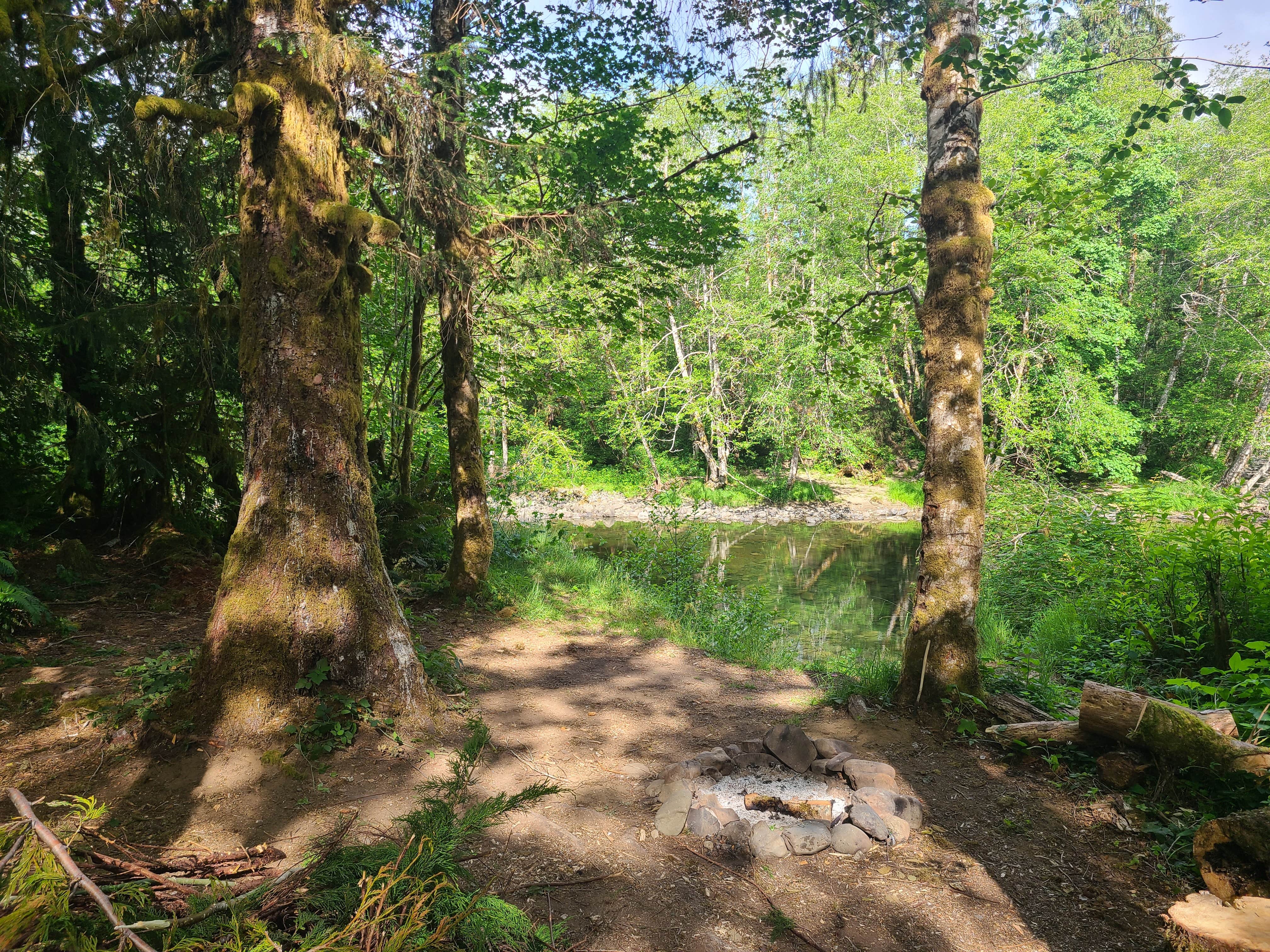 Camper submitted image from South Fork Calawah River - 3