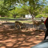 Review photo of Fruita Campground — Capitol Reef National Park by Cass W., June 21, 2023