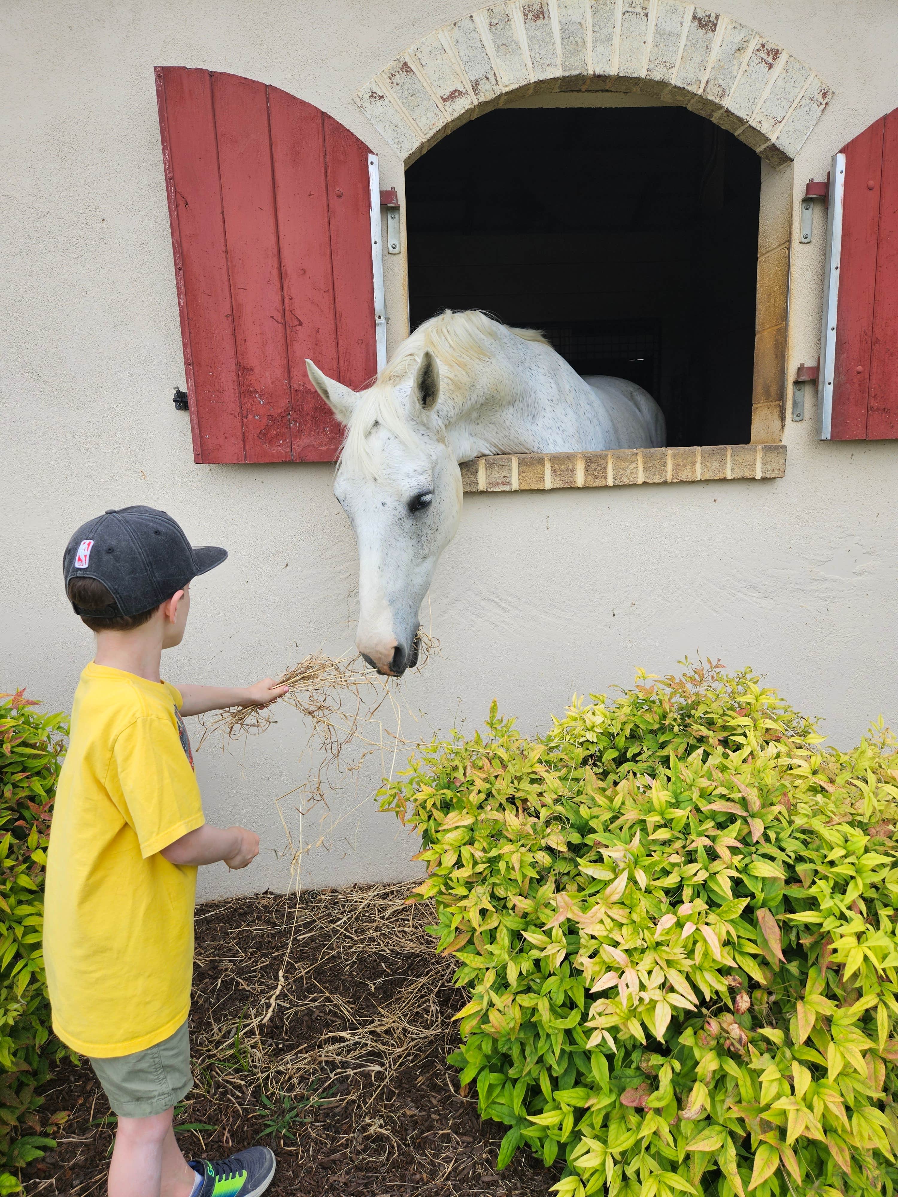 Camper submitted image from Mane Gait Equestrian Center - 5