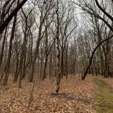 Review photo of Six Pines Campground — Backbone State Park by Pat F., June 21, 2023