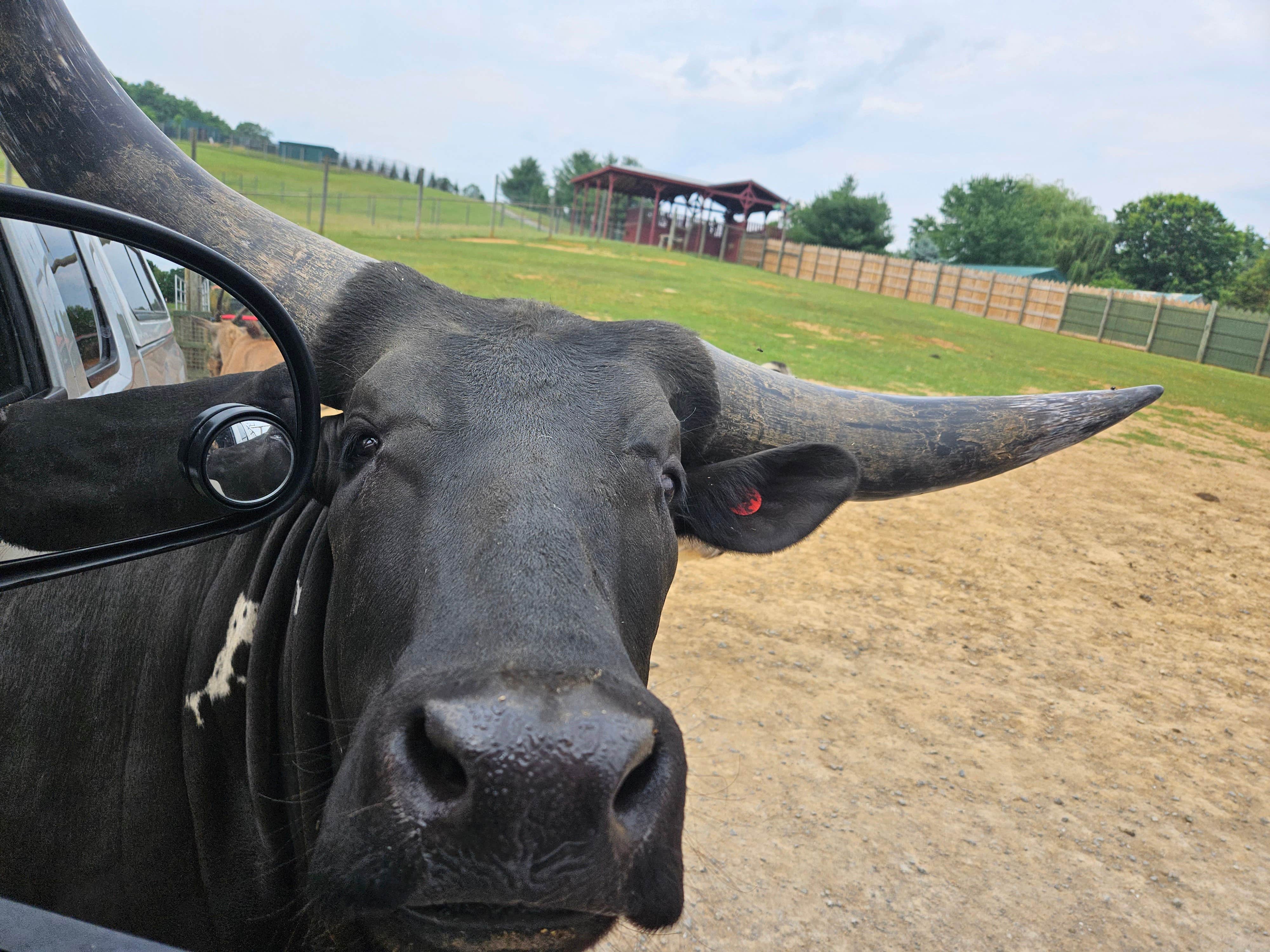 John Z.'s photo of camping with pets at Mane Gait Equestrian Center near Blue Ridge, VA