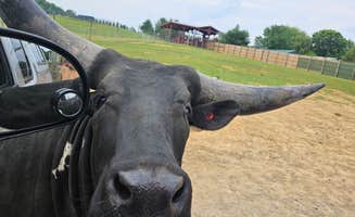 John Z.'s photo of camping with pets at Mane Gait Equestrian Center near Big Island, VA