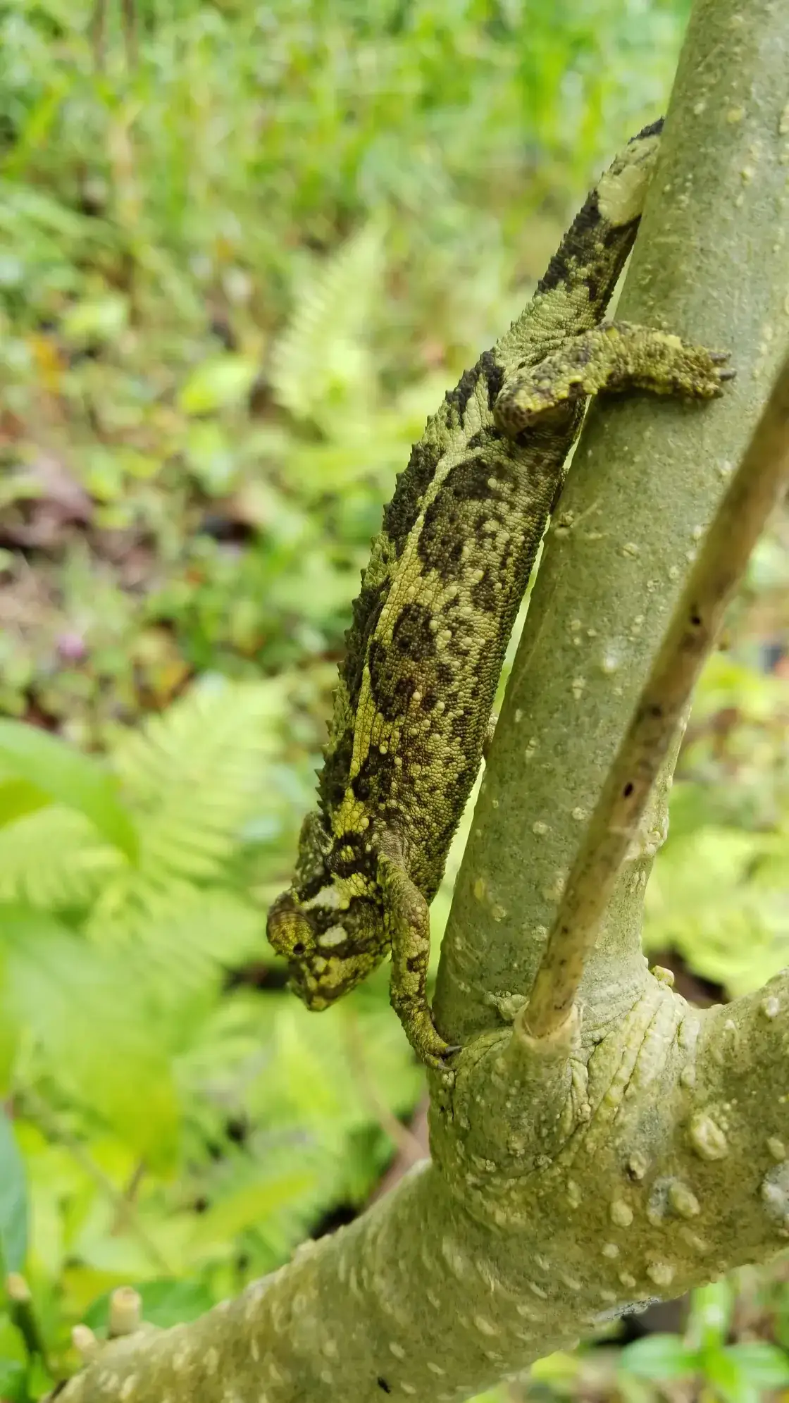 Camper-submitted photo at Ohia Hale near Kailua, HI