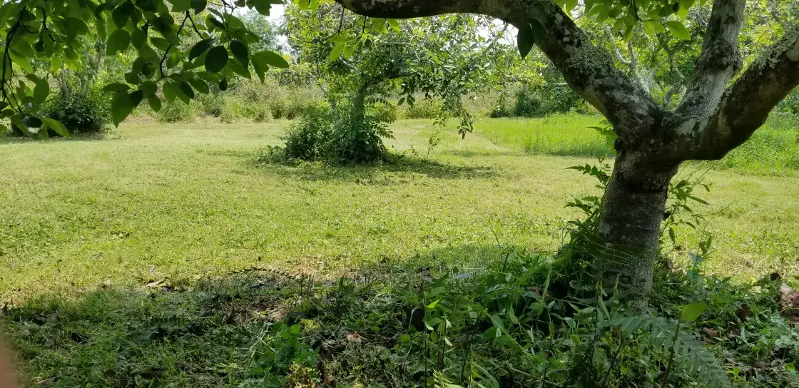 Camper-submitted photo at Ohia Hale near Kailua, HI