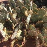 Review photo of Island In The Sky (Willow Flat) Campground — Canyonlands National Park by Kristin A., October 17, 2018