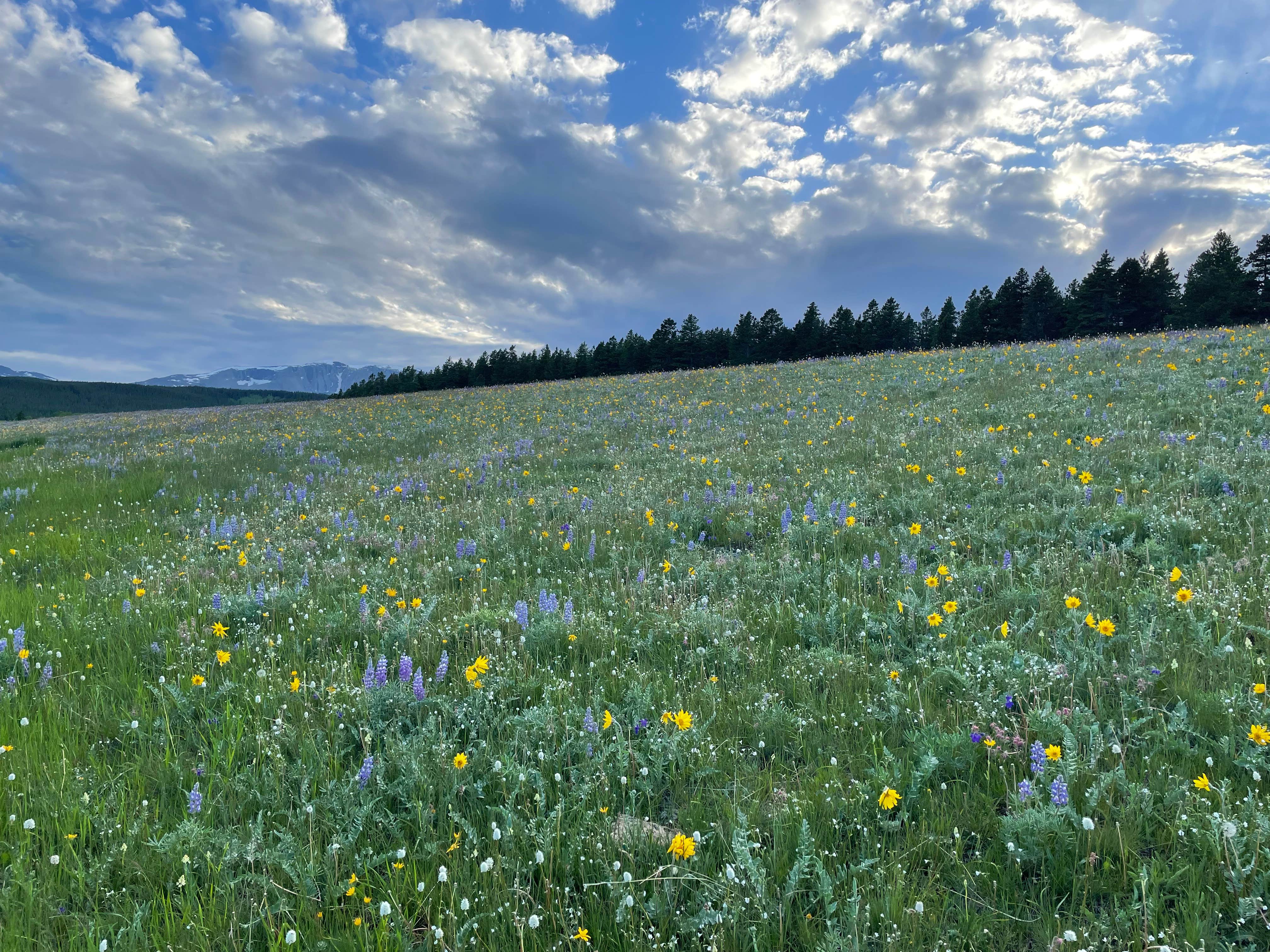 Janelle K.'s photo of a dispersed camping area at Circle Road Dispersed Camping near Bighorn Canyon National Recreation Area