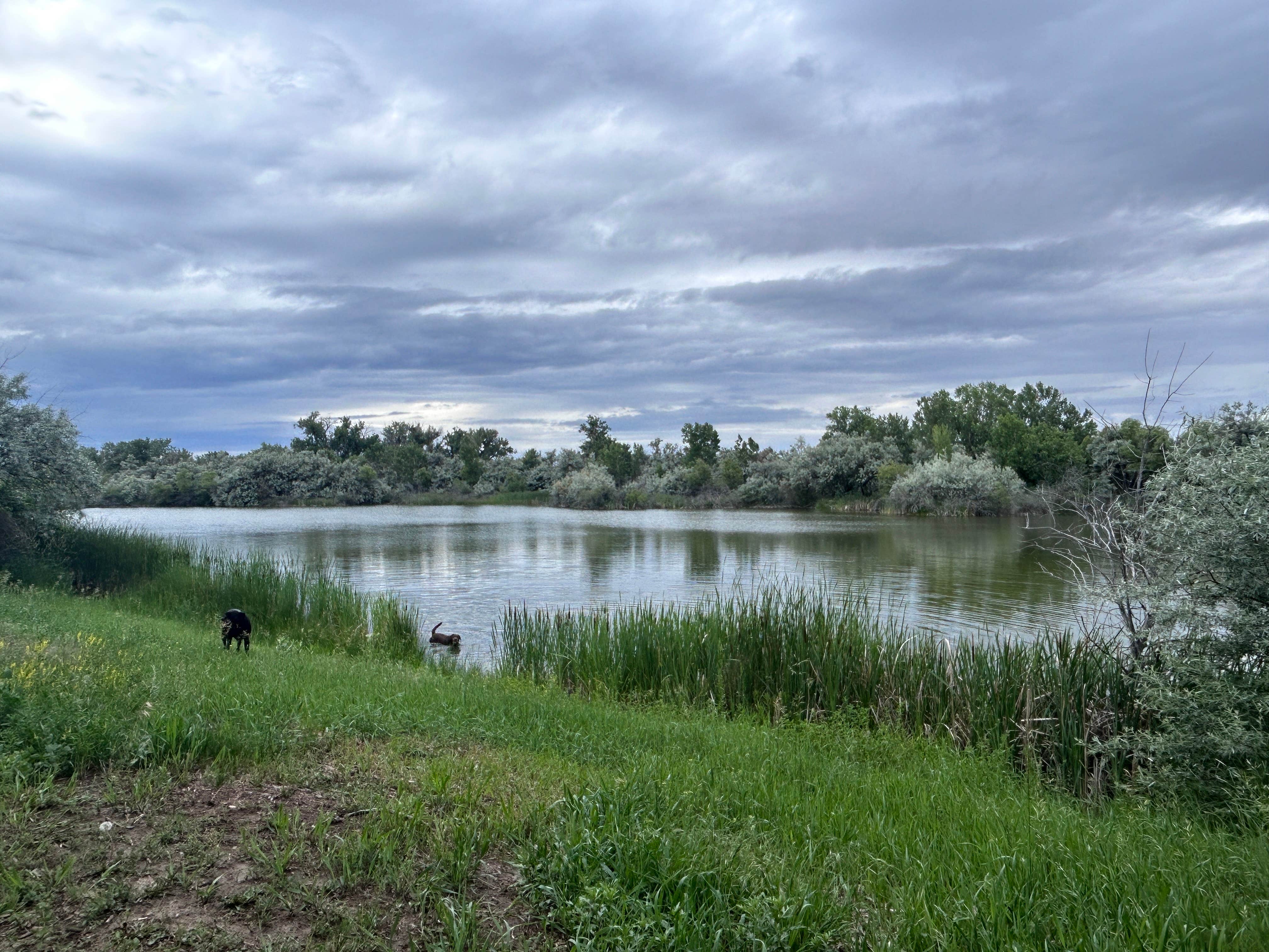 Emilie V.'s photo of camping with pets at Far West Fishing Access Site near Colstrip, MT