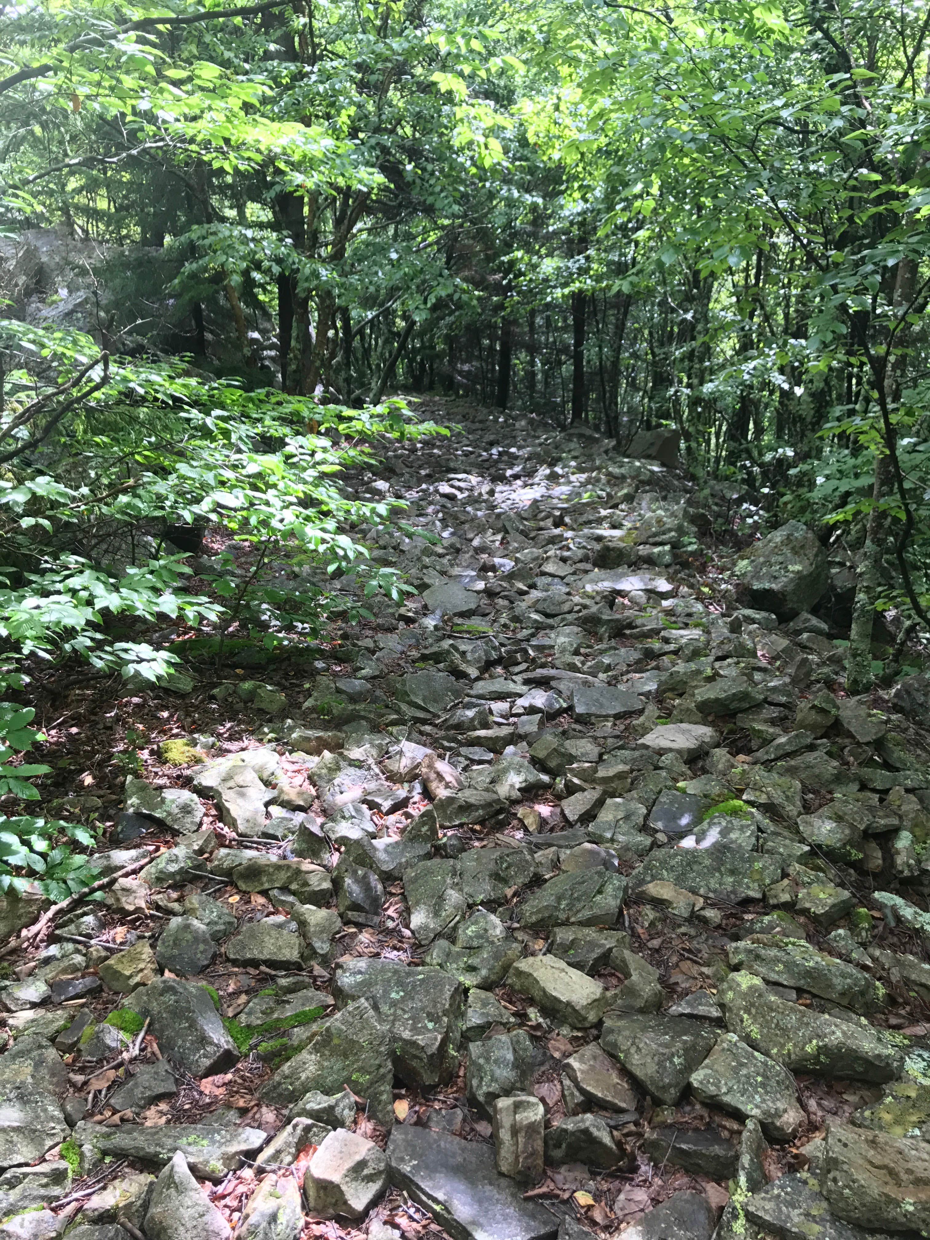 Camper submitted image from Dolly Sods Backcountry - 2