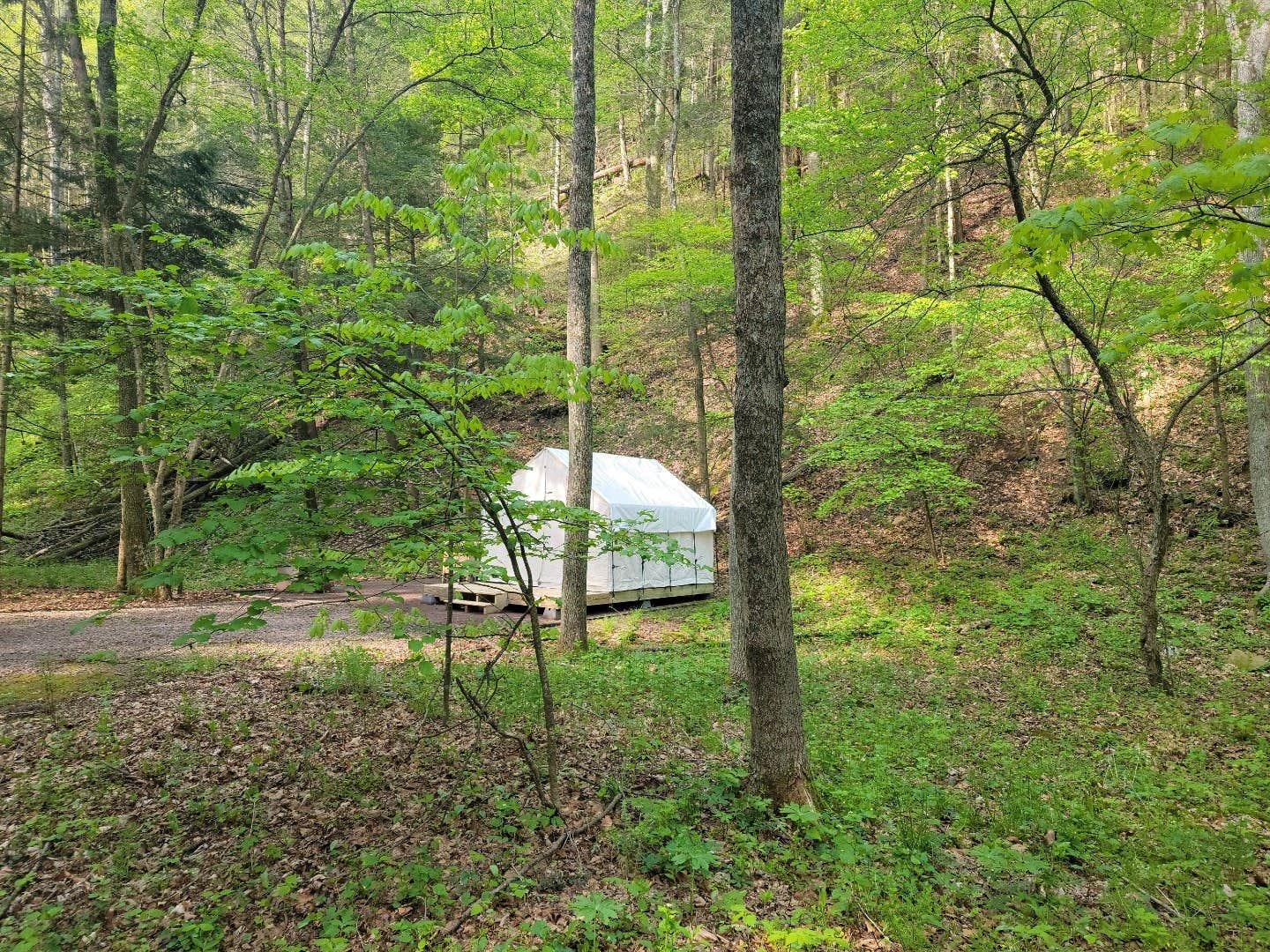 The Dyrt's photo at Tentrr State Park Site - Big Run State Park - Site B near Kitzmiller, MD