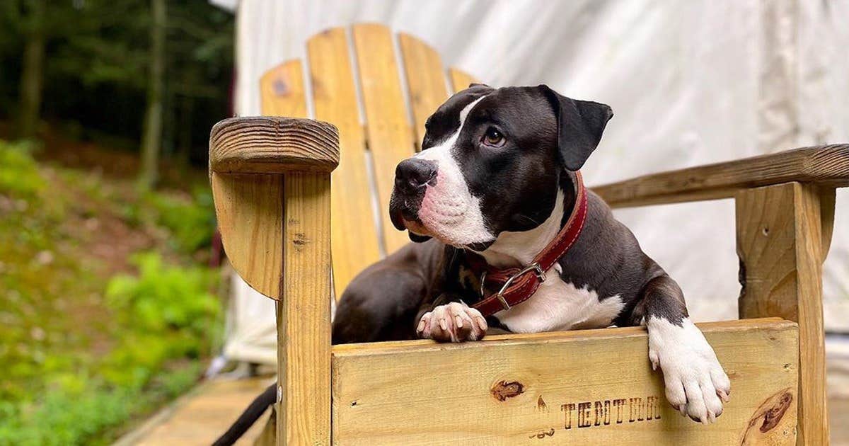 The Dyrt's photo of camping with pets at Tentrr State Park Site - Nebraska Ponca State Park ___ River Vista J ___ Single Camp near Beresford, SD