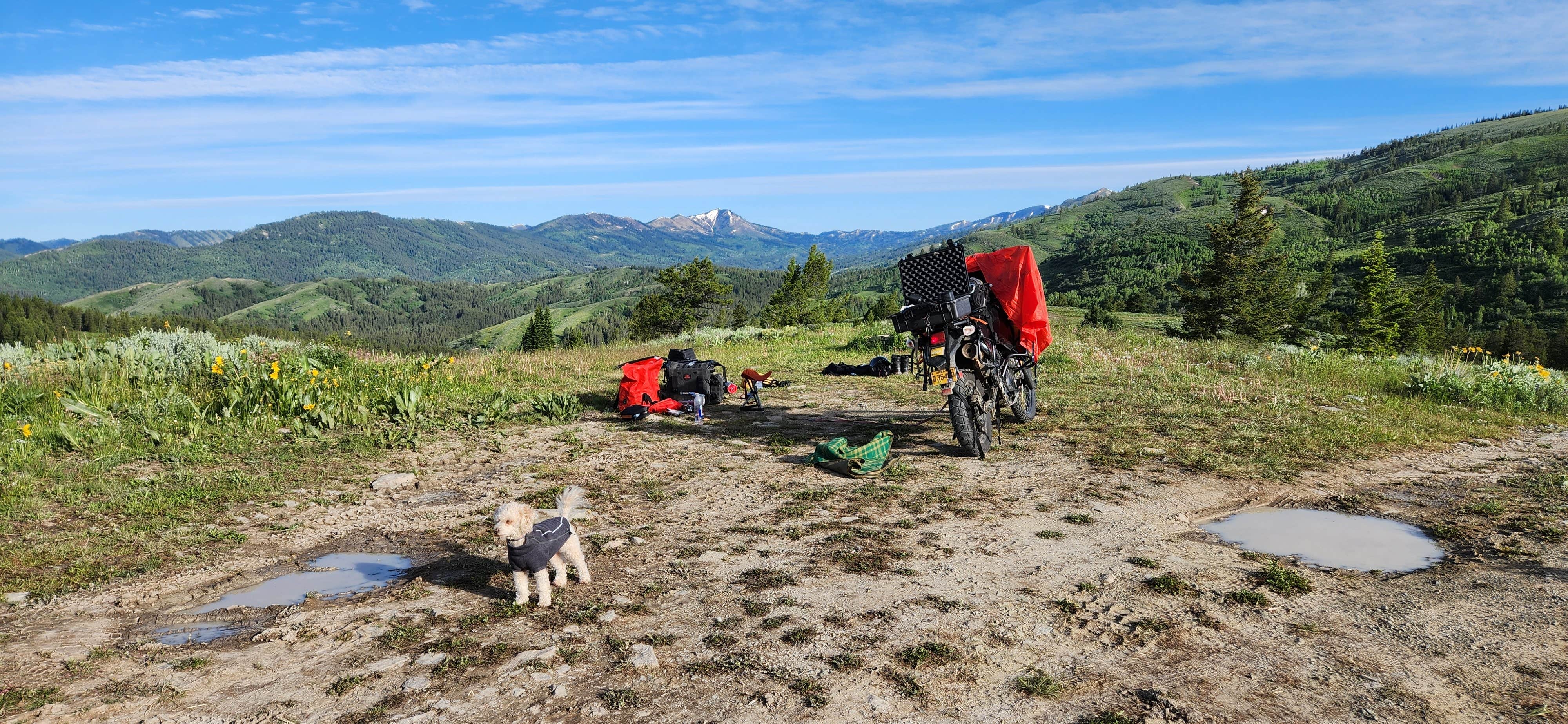 dylan B.'s photo of camping with pets at Pine Creek Pass Dispersed Camping near Driggs, ID