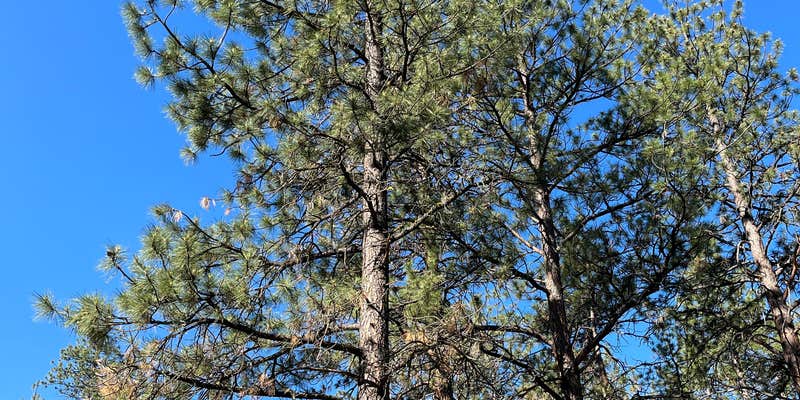Camper submitted image from Forest Road 100- Sisters Oregon