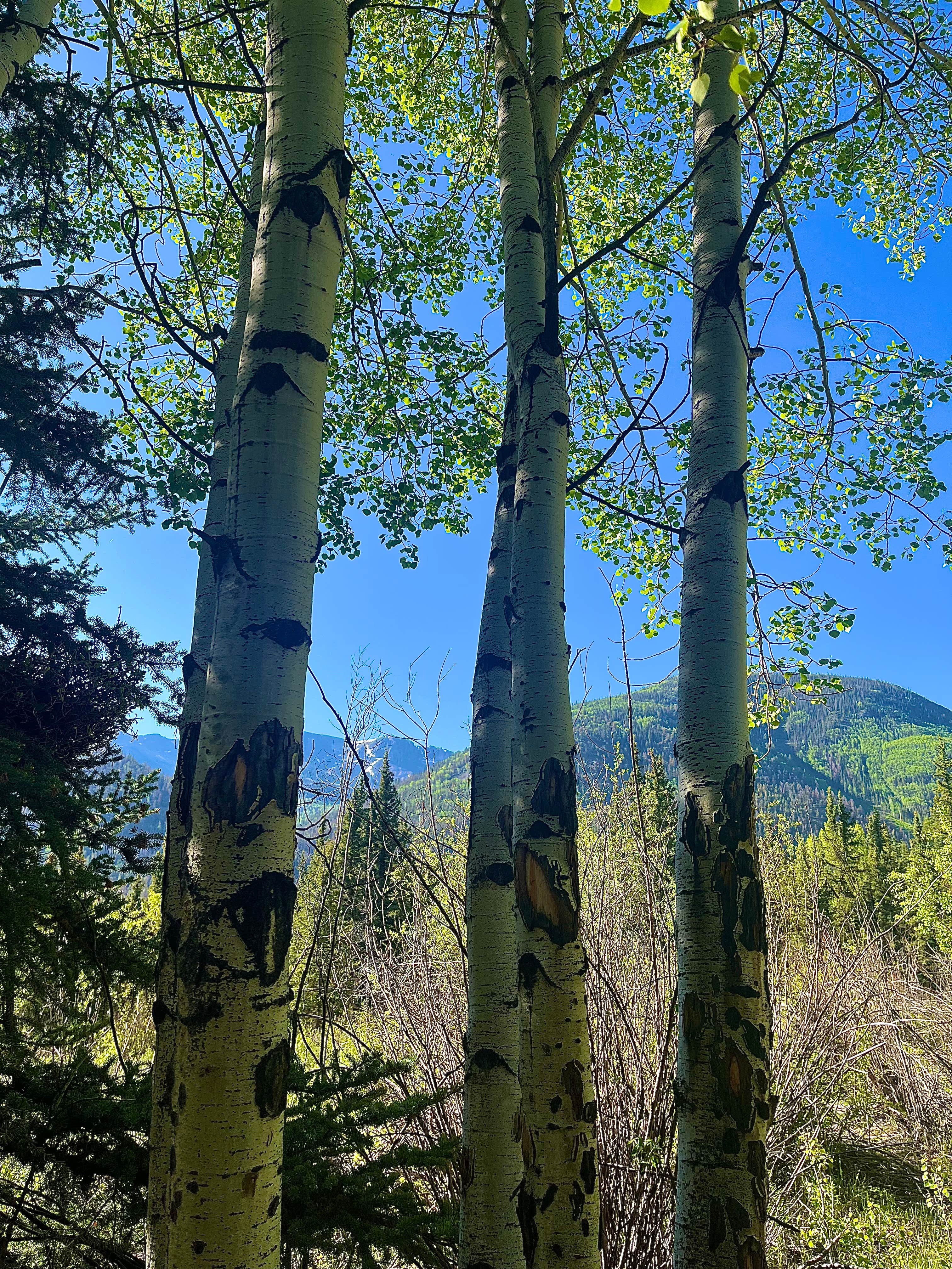 Camper-submitted photo at Williams Creek near Lake City, CO