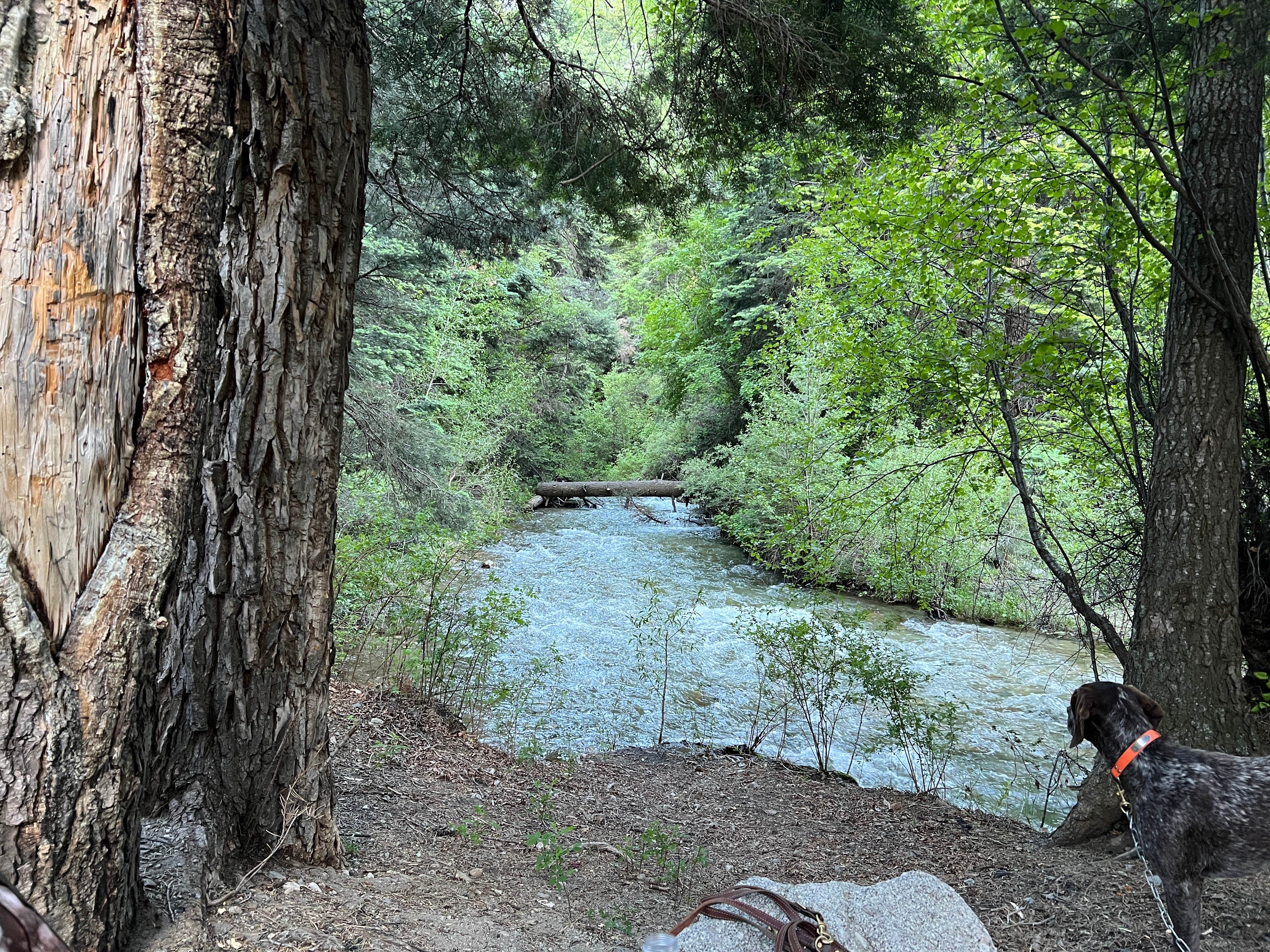 Greg R.'s photo of camping with pets at Cuchilla Campground near Carson National Forest