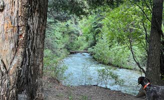 Greg R.'s photo of camping with pets at Cuchilla Campground near Taos, NM
