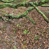 Review photo of First Landing State Park Campground by Greg S., June 23, 2023