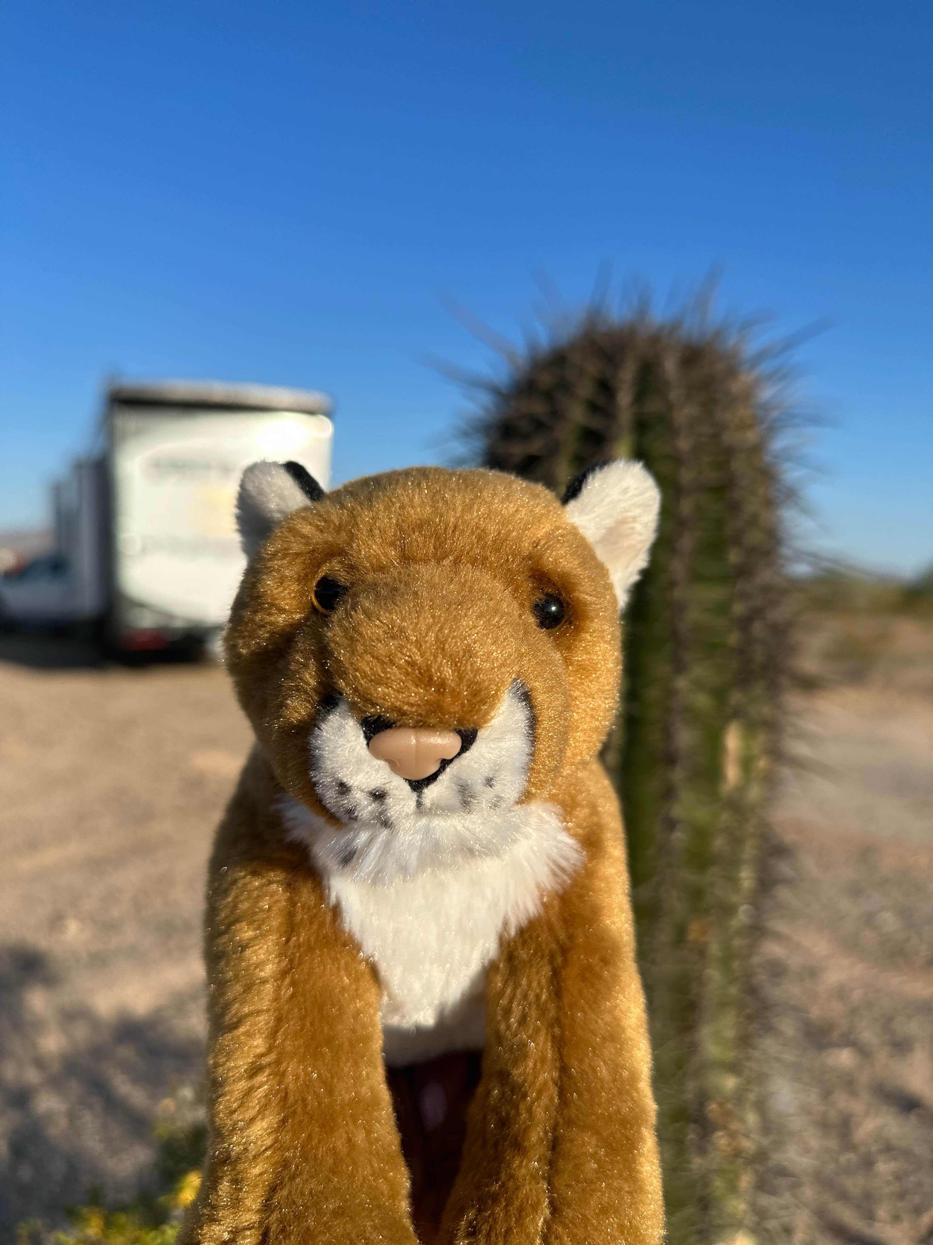 Camper submitted image from BLM - North Maricopa Mountains Wilderness - 4