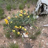 Review photo of Desert View Campground — Grand Canyon National Park by Lauren C., June 23, 2023