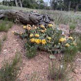 Review photo of Desert View Campground — Grand Canyon National Park by Lauren C., June 23, 2023