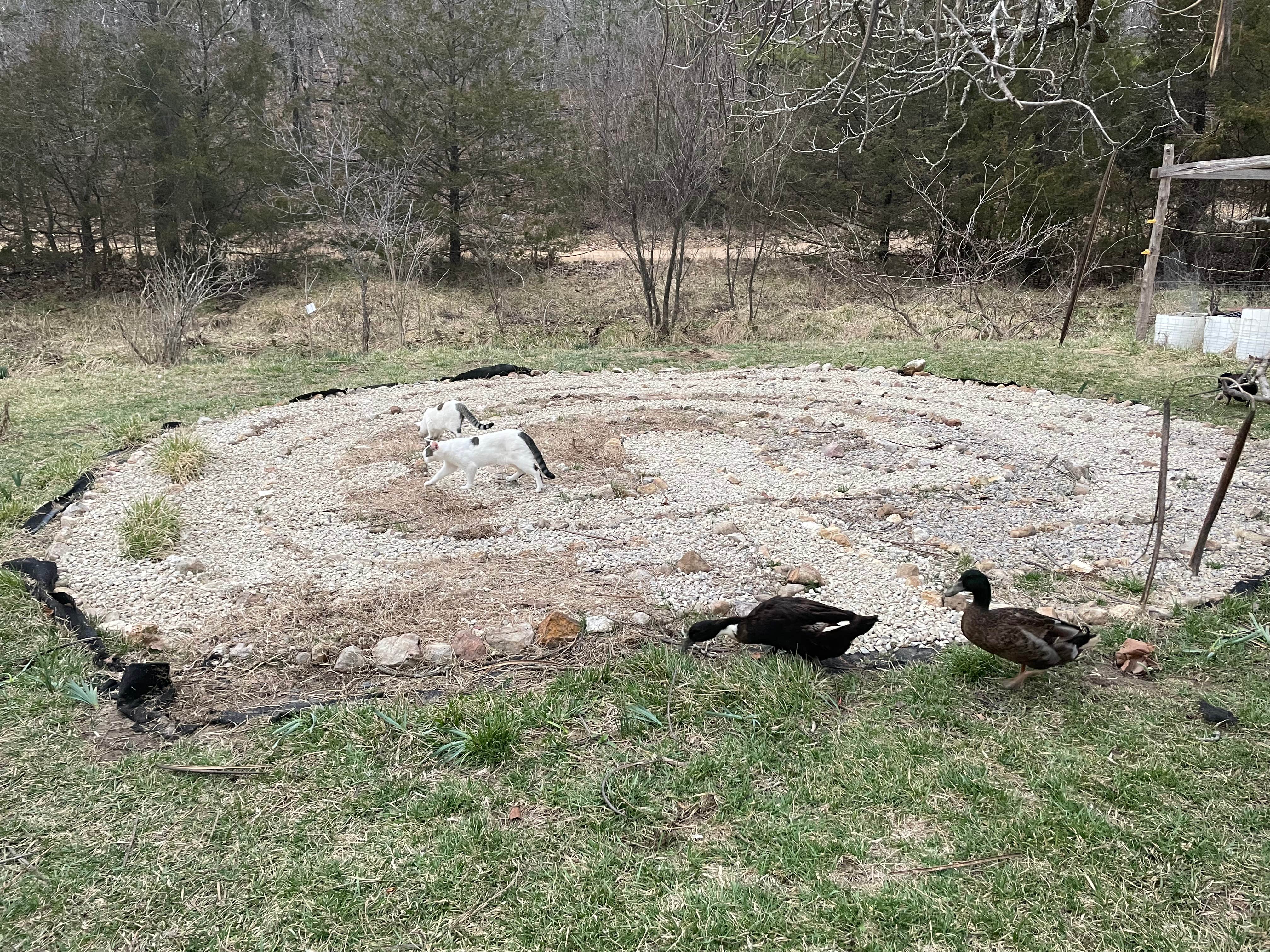 Svetlana L.'s photo of camping with pets at Sullana Farm near West Plains, MO