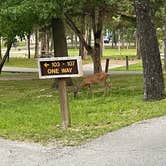 Review photo of Lake of the Ozarks State Park Campground by Shawn L., June 23, 2023